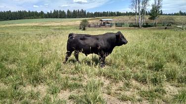 Limousin, bull, cattle, herd sire, semen